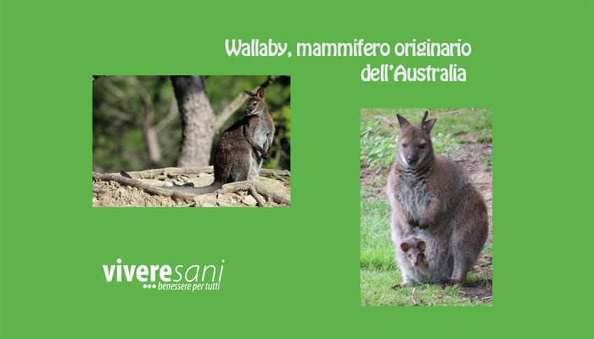 Wallaby, un piccolo cangurino
